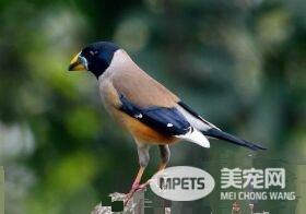 蜡嘴雀训练 怎样训练和饲养生鸟比较好呢