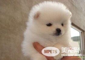 博美犬会咬人吗 训练博美犬不咬人的方法