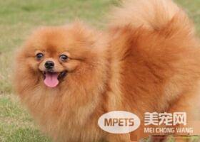 博美犬很不听话 如何训练博美犬听话