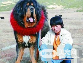 藏獒的驯养 怎么驯养藏獒才能使其听话
