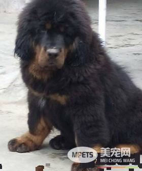 藏獒的驯养 怎么驯养藏獒才能使其听话