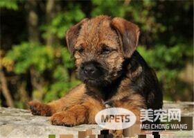 家中如何让边境梗听话 首先要按你的指令坐在地上