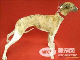 惠比特怎么训练回叼 完成了某一个动作就要多表扬