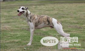 惠比特怎样训练速度 力量是训练中的重中之重