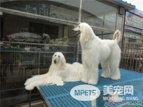 阿富汗猎犬小时候怎么驯养 驯养前先了解其个性特征