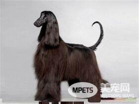 阿富汗猎犬小时候怎么驯养 驯养前先了解其个性特征
