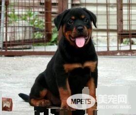 罗威纳犬训练大小便 在固定地方大小便