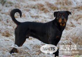 罗威纳犬训练大小便 在固定地方大小便