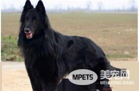 比利时牧羊犬训练 比利时牧羊犬训练的重要性