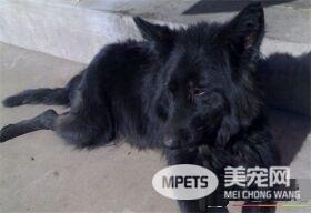 比利时牧羊犬训练 比利时牧羊犬训练的重要性