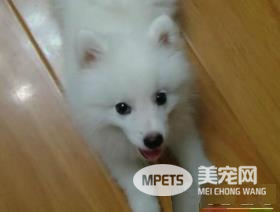 银狐犬训练方法 喂食是个很好的机会