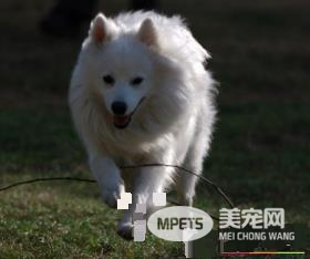 银狐犬训练方法 喂食是个很好的机会