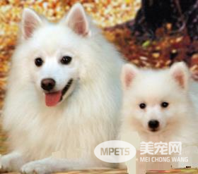 怎样训银狐犬 对主人十分的顺从