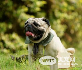 巴哥犬粘人程度 最好要从幼犬开始训练