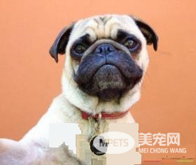 巴哥犬粘人程度 最好要从幼犬开始训练