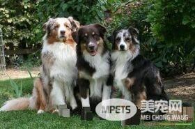 澳洲牧羊犬上厕所训练 训练狗狗上厕所的步骤