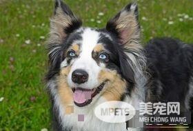 澳洲牧羊犬上厕所训练 训练狗狗上厕所的步骤