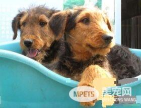 万能梗犬好训吗 如何训练万能梗吃东西