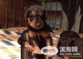 万能梗犬好训吗 如何训练万能梗吃东西