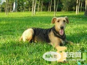 万能梗怎么训练打猎 家长的训练态度很重要