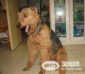 万能梗怎么训练打猎 家长的训练态度很重要