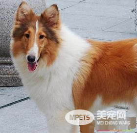 苏格兰牧羊犬抽搐 喘气的时候肺部会伴有杂音
