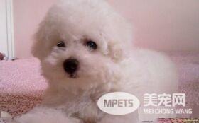 萨摩耶犬为何呕吐 吃得太多会出现呕吐的症状