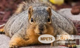 松鼠打喷嚏怎么办 可以喂点板蓝根冲剂