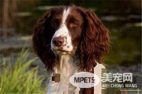 史宾格犬最易犯什么病 六种史宾格容易犯的病