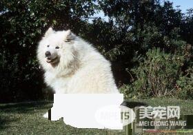 萨摩耶犬常见病 萨摩耶犬容易患的三种疾病