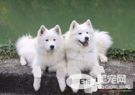 萨摩耶犬常见病 萨摩耶犬容易患的三种疾病