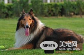 苏格兰牧羊犬肠胃如何 分为几种不同的类型