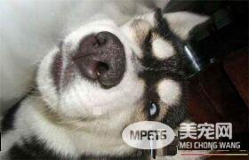 哈士奇犬细小病毒 哈士奇犬细小病毒如何防治