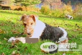 刚毛猎狐梗先天疾病 癫痫发作是遗传病