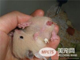 金丝熊皮肤病 金丝熊皮肤病的治疗方法