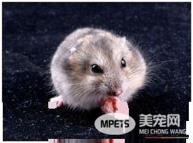 金丝熊拉稀怎么办 便泌时可用食用橄榄油