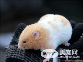 金丝熊生病了怎么办 金丝熊常见的疾病