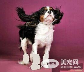查理士王小猎犬遗传病 脊髓空洞症和心脏病