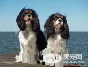 查理士王小猎犬遗传病 脊髓空洞症和心脏病