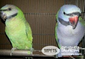 大绯胸鹦鹉咬人 大绯胸鹦鹉咬人的原因