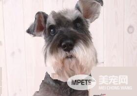 雪纳瑞幼犬大便正常爱吐怎么回事 六大呕吐原因