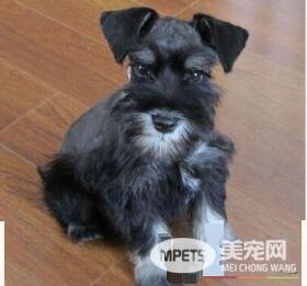 雪纳瑞幼犬大便正常爱吐怎么回事 六大呕吐原因
