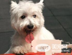西高地白梗犬容易得病吗 怎么检查狗狗健康状态