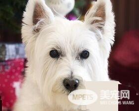西高地白梗犬容易得病吗 怎么检查狗狗健康状态