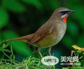 养鸟会得禽流感吗 可能感染H7N9禽流感病毒