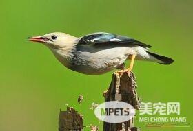养鸟会得禽流感吗 可能感染H7N9禽流感病毒