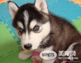 阿拉斯加雪橇犬犬瘟症状 感染犬瘟的症状表现