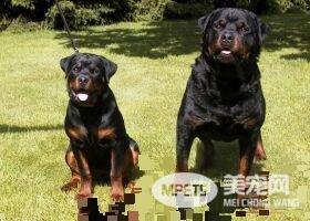 罗威纳犬皮肤病怎么办 皮肤病的治疗方法