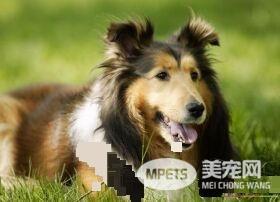 喜乐蒂牧羊犬的遗传病 喜乐蒂遗传病可以根治吗