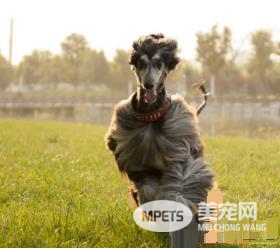 阿富汗猎犬凶猛排名 比较厉害的狗狗